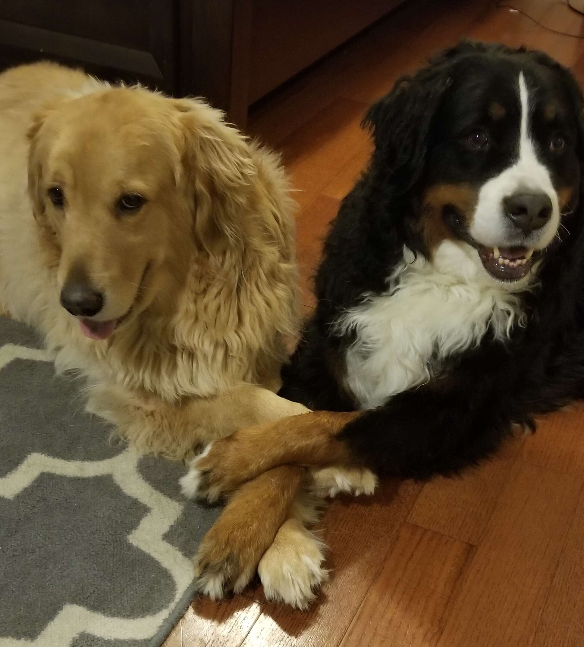Dogs holding each other's paws