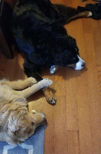 Dog snuggled up together