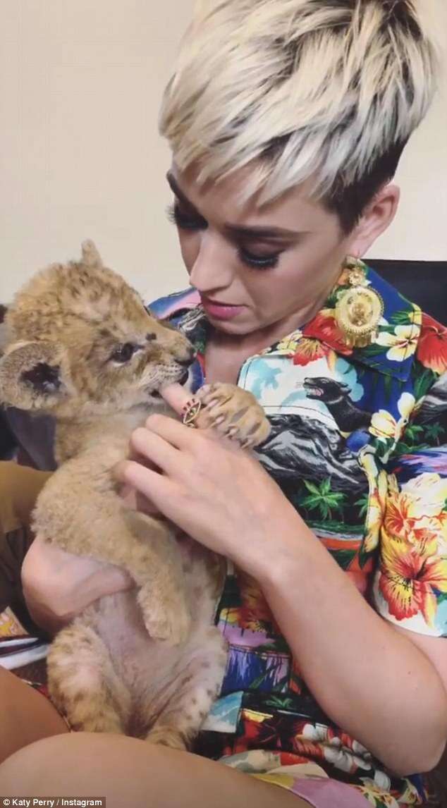 Singer Katy Perry cuddling a baby lion