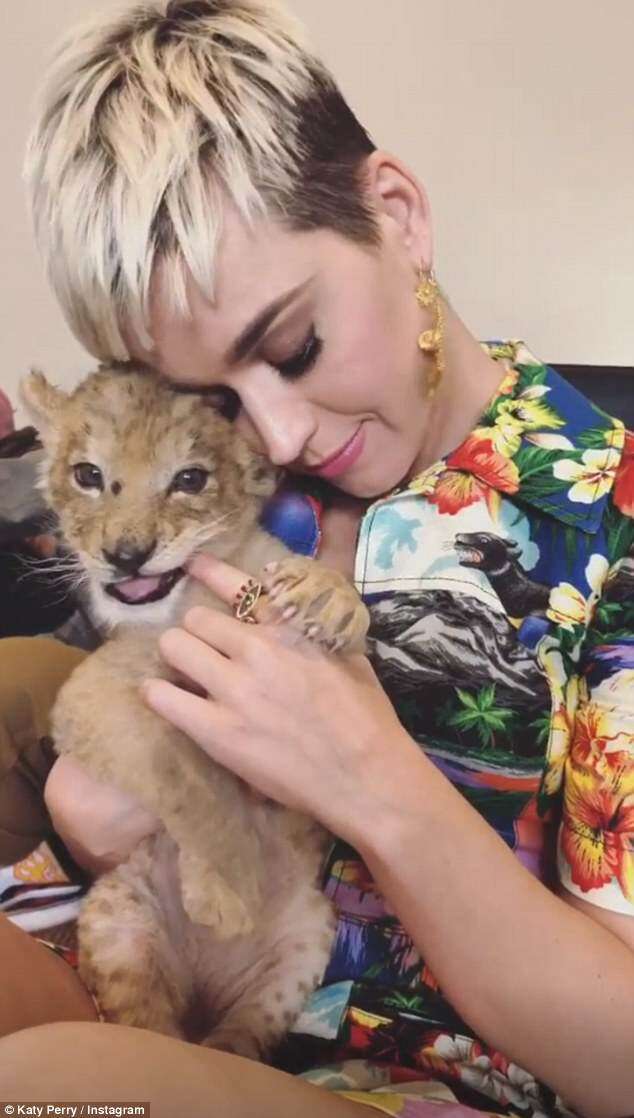 Singer Katy Perry cuddling lion cub