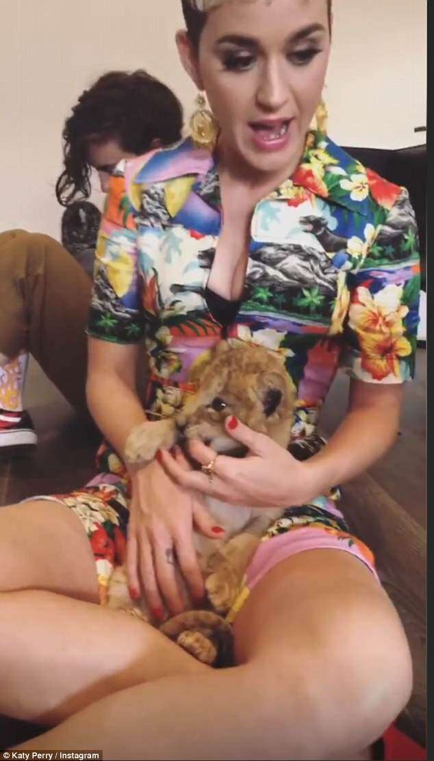 Singer Katy Perry cuddling lion cub