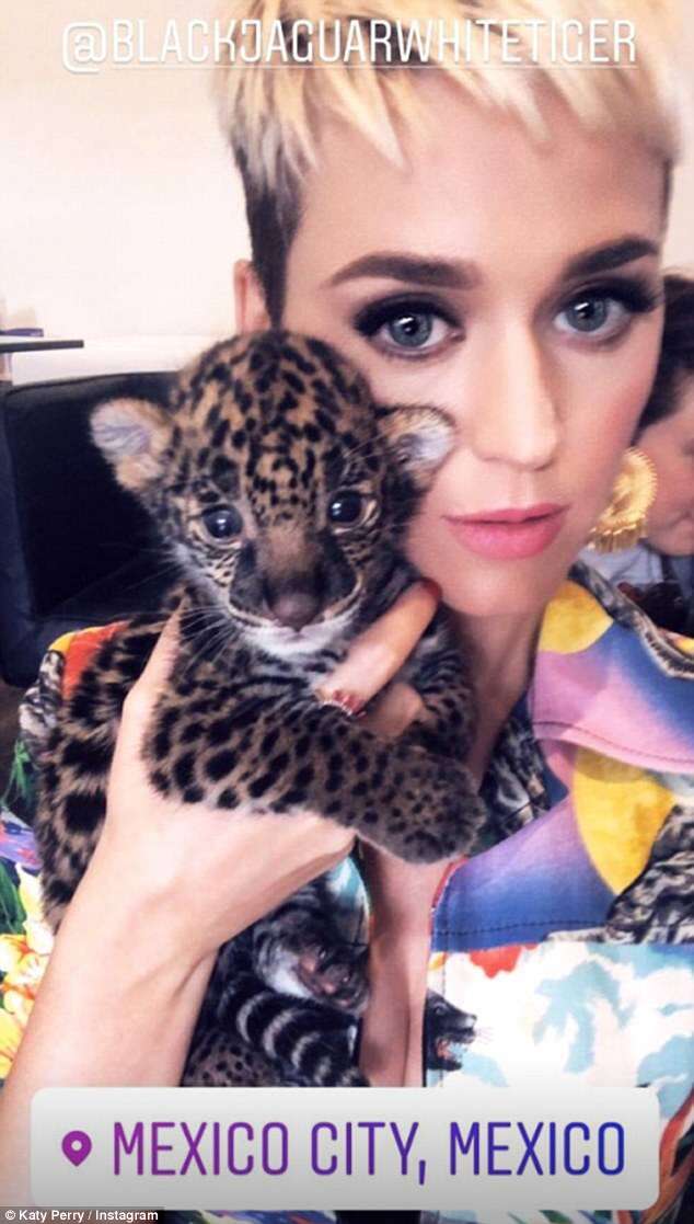 Singer Katy Perry cuddling jaguar cub