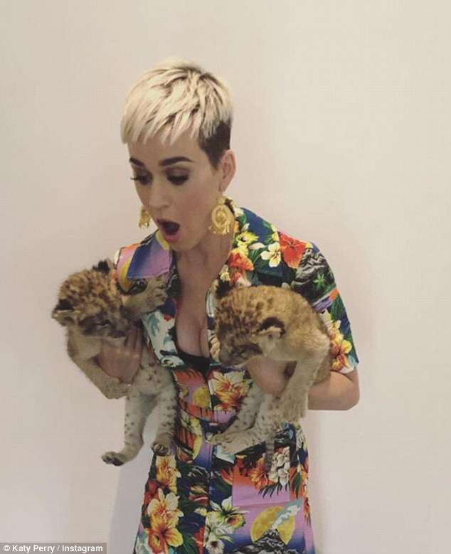 Singer Katy Perry holding two lion cubs