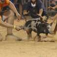 Teens Chase And Tackle Terrified Piglets In Bizarre Festival 