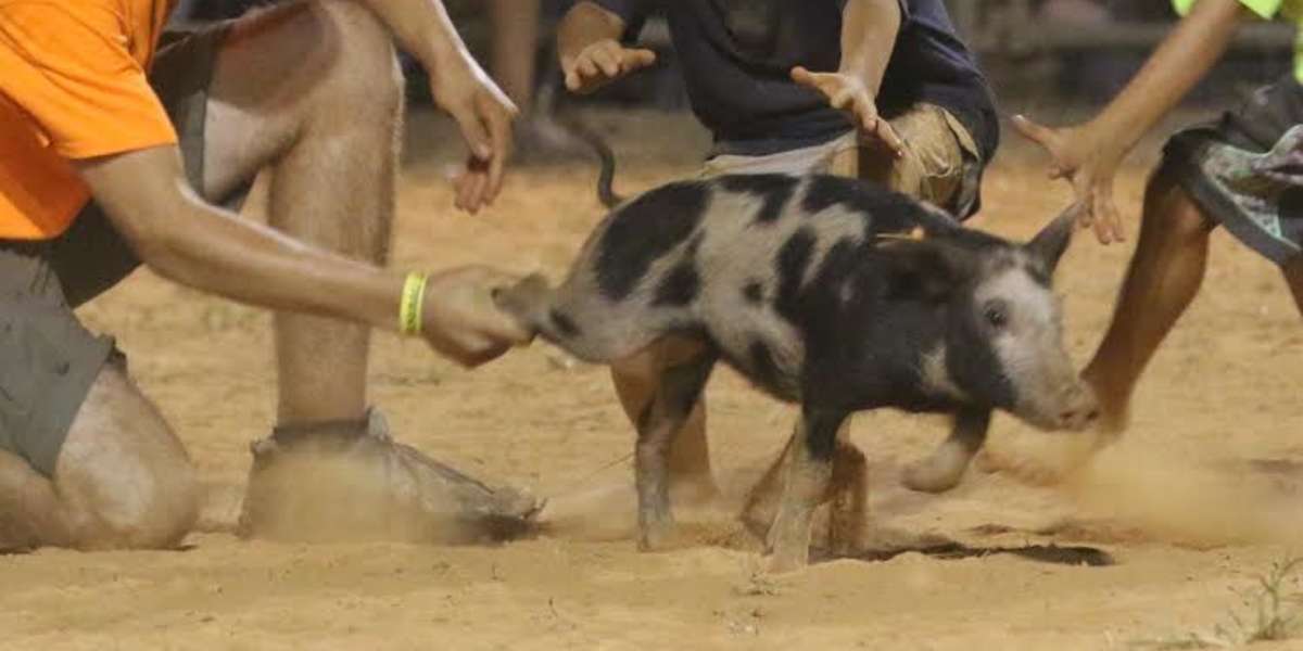 Annual Pig Chase Festival In Georgia Is Terrifying For The Animals