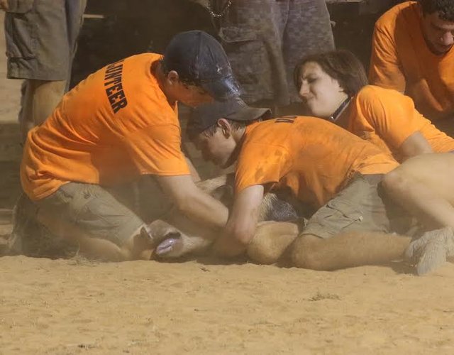 殘酷的豬追逐喬治亞