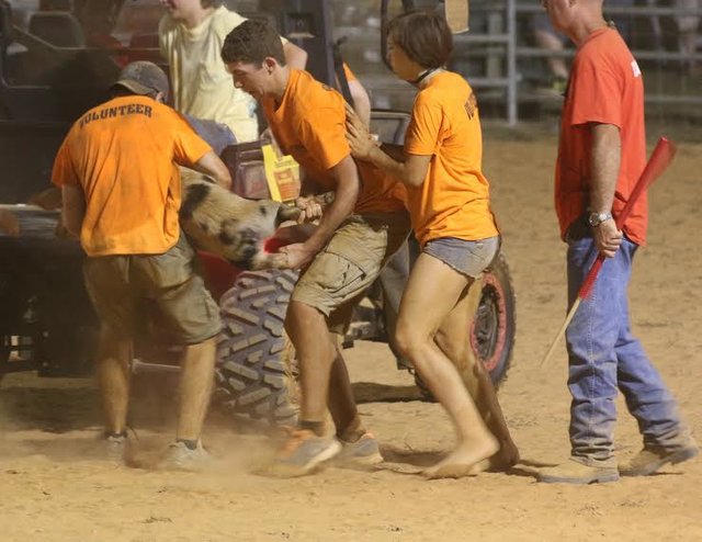 殘酷的豬追逐喬治亞