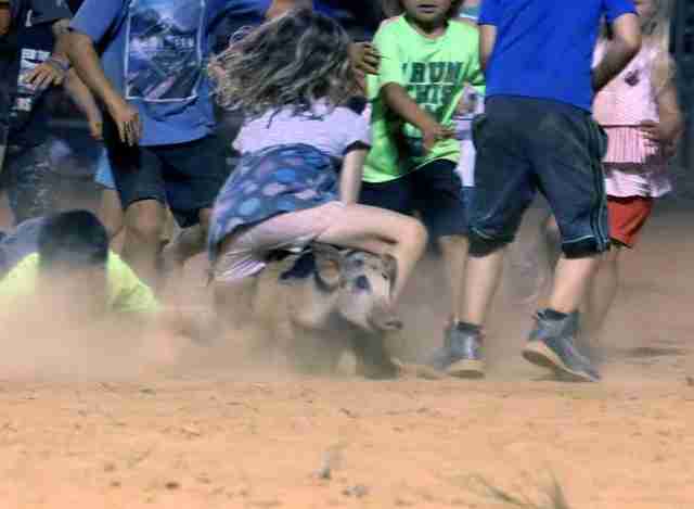 豬追逐殘酷的喬治亞