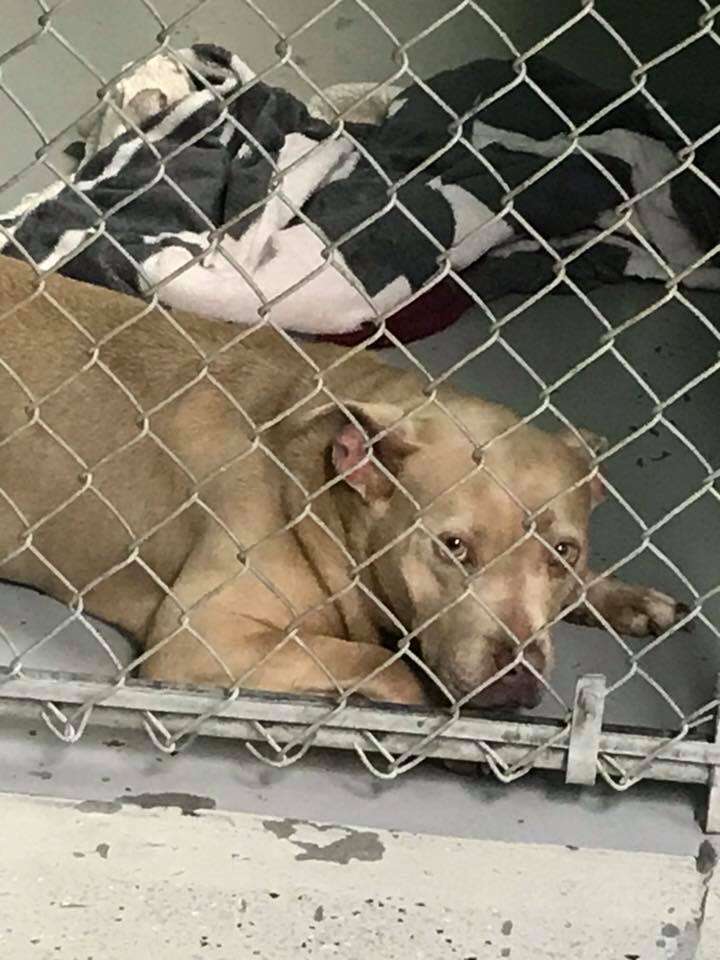 pit bull depressed shelter