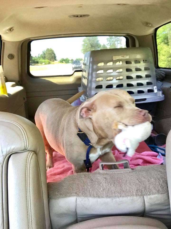 depressed shelter dog south carolina