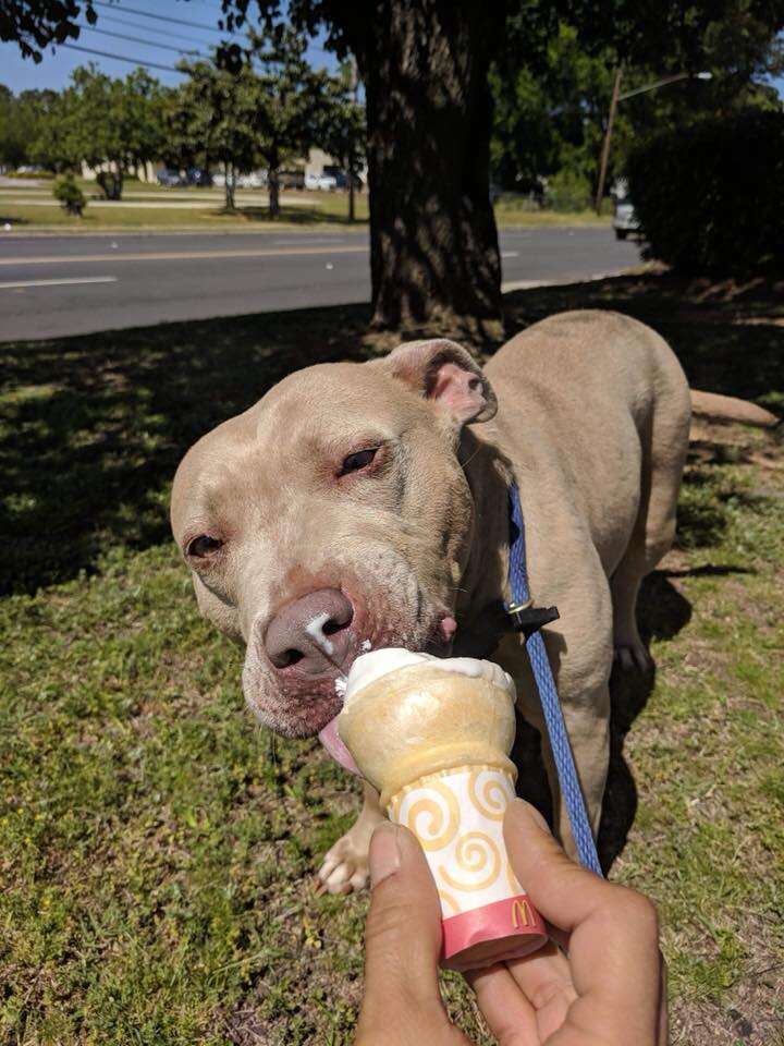 depressed shelter pit bull south carolina