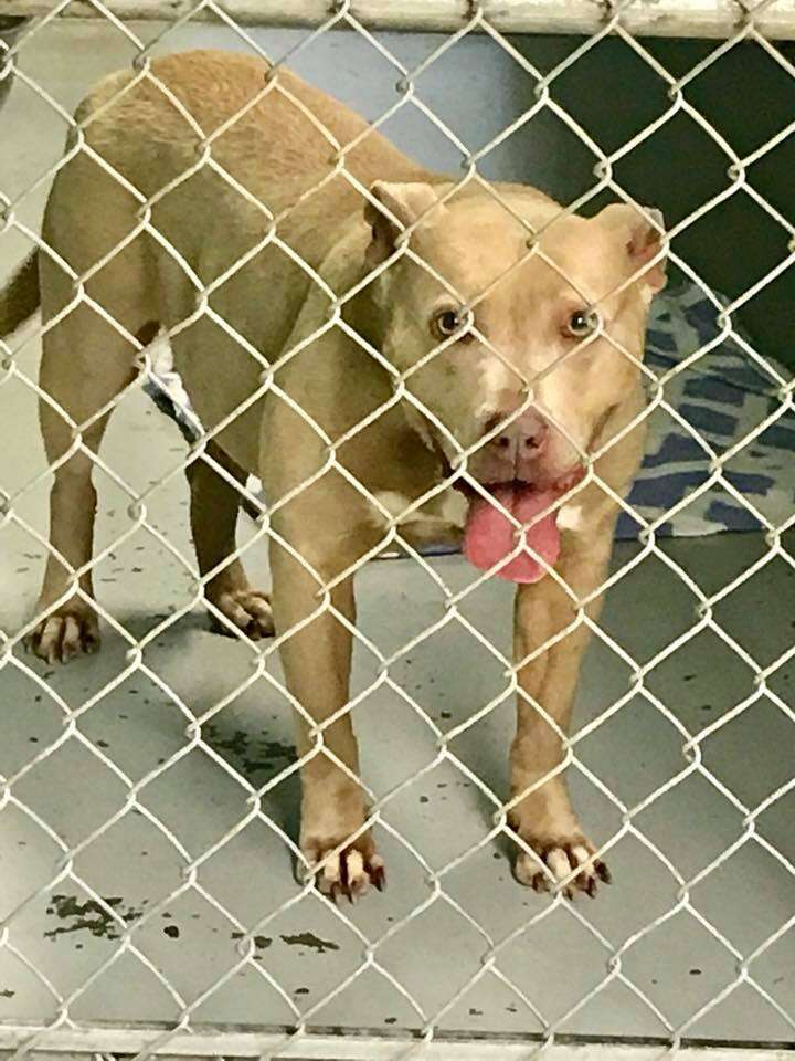 shelter pit bull depressed south carolina