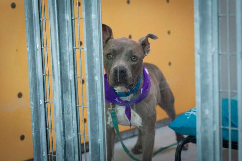Staffordshire terrier looking sad in kennel