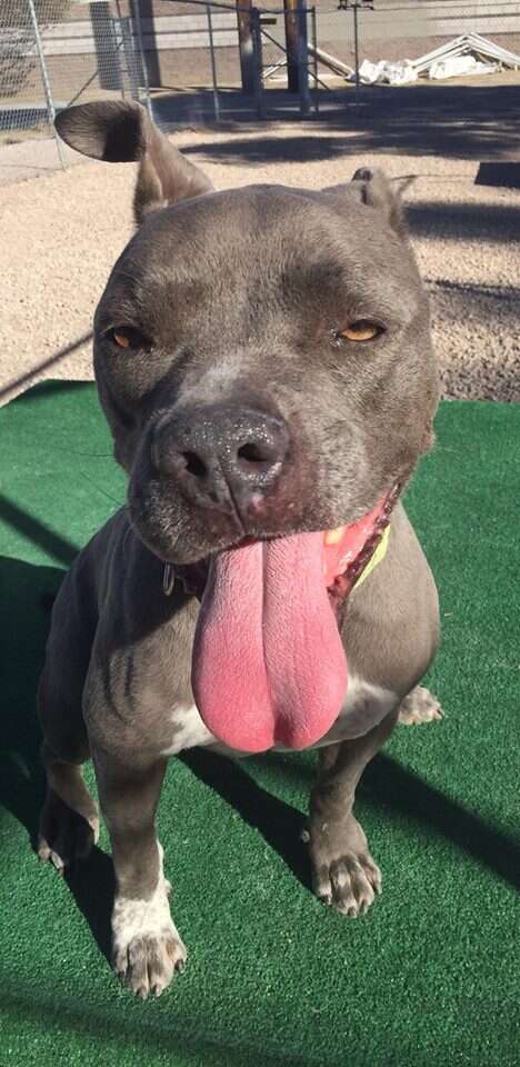 Staffordshire terrier out in play yard
