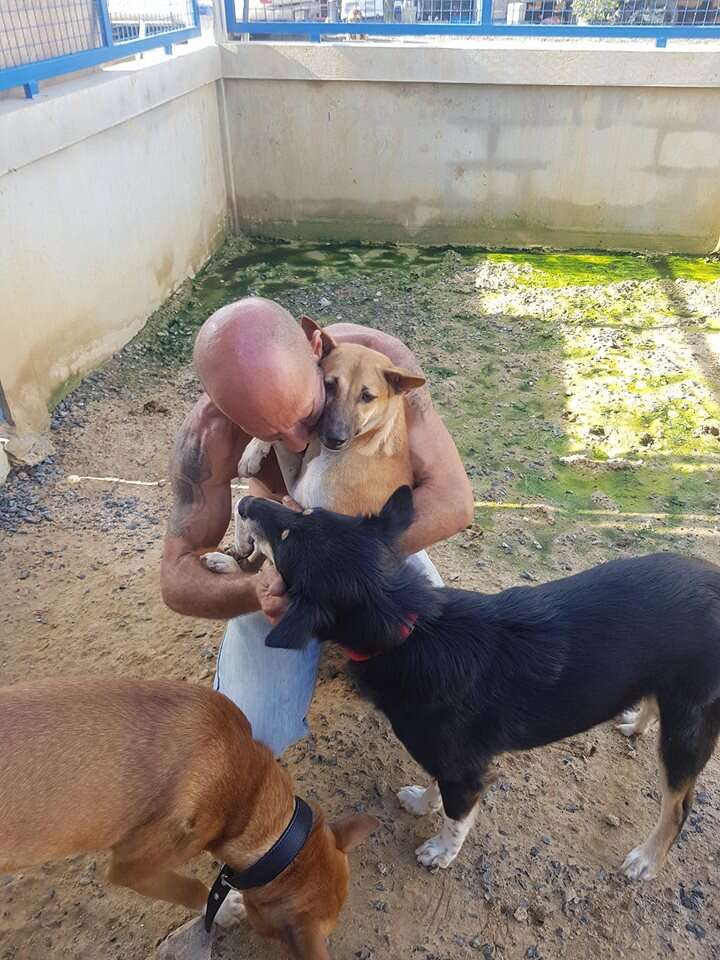 Man with rescued dogs at shelter