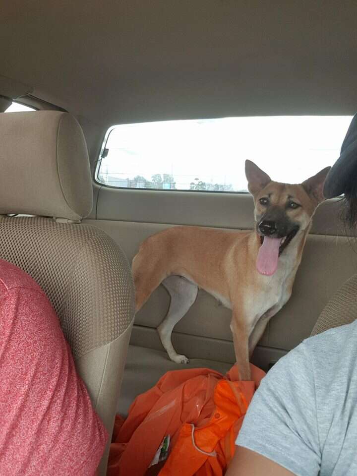 Dog in the back of the car
