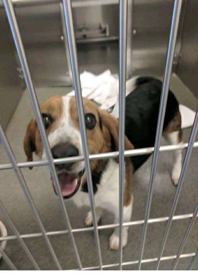 Gregory the stray beagle at the Ohio shelter