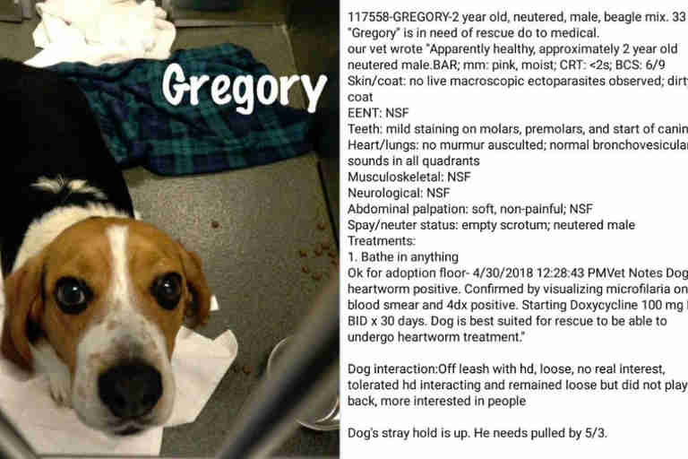 Image result for Gregory the beagle   Franklin County Shelter