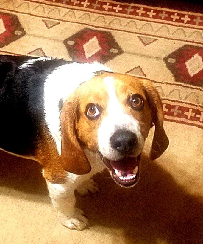 Gregory gets heart worm treatment at his new home