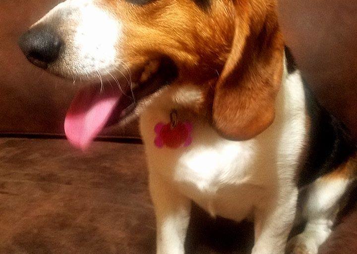 格雷戈里獵犬在獵犬救援和聖所