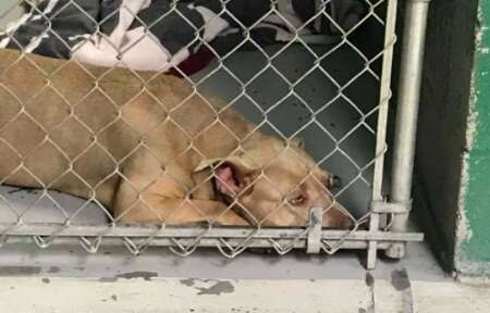 depressed shelter dog south carolina