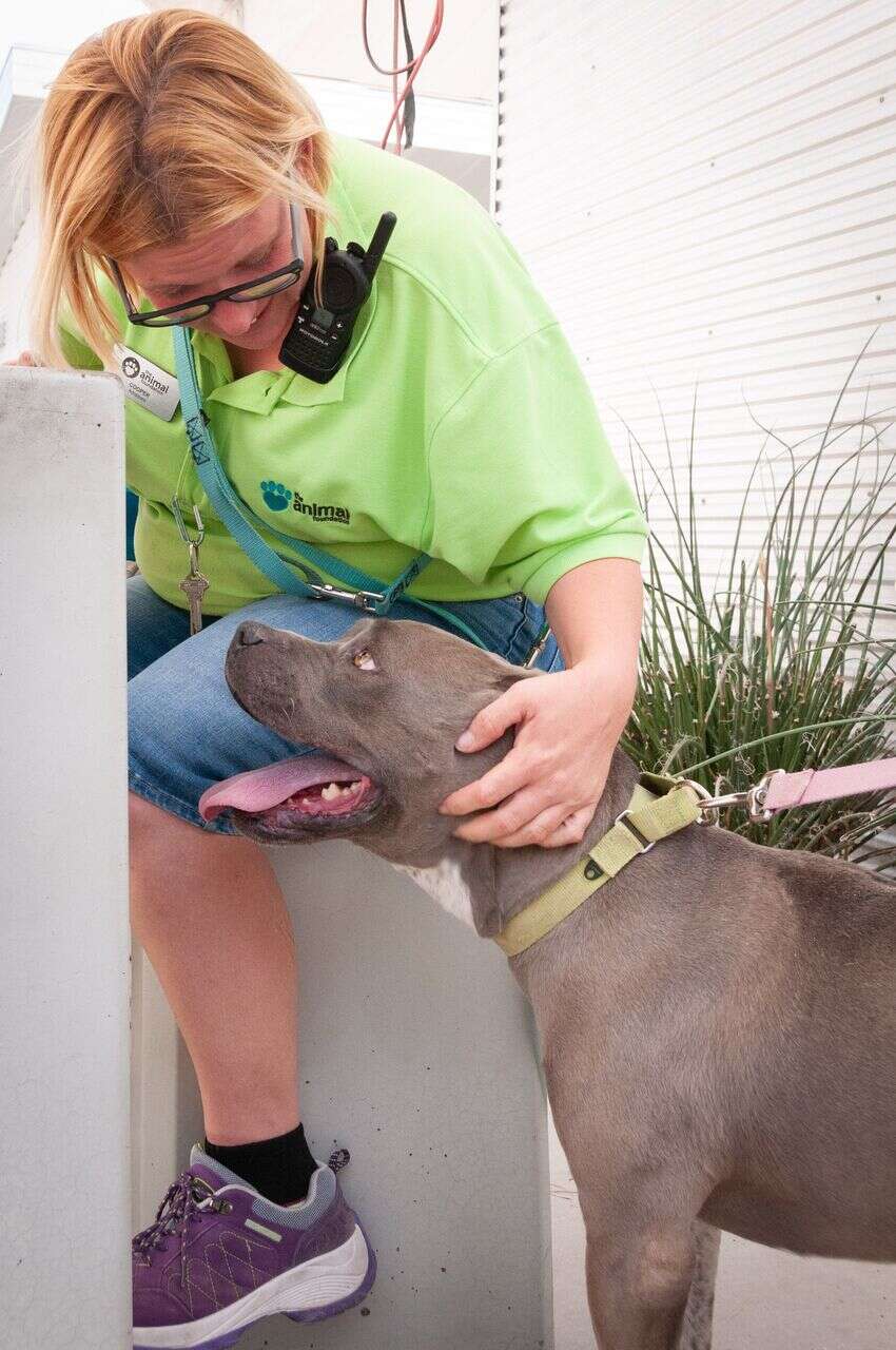 Man walking shelter dog on leash