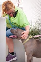 Man walking shelter dog on leash
