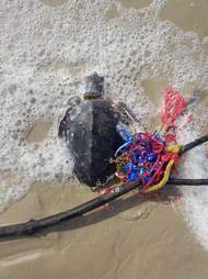 sea turtle balloon