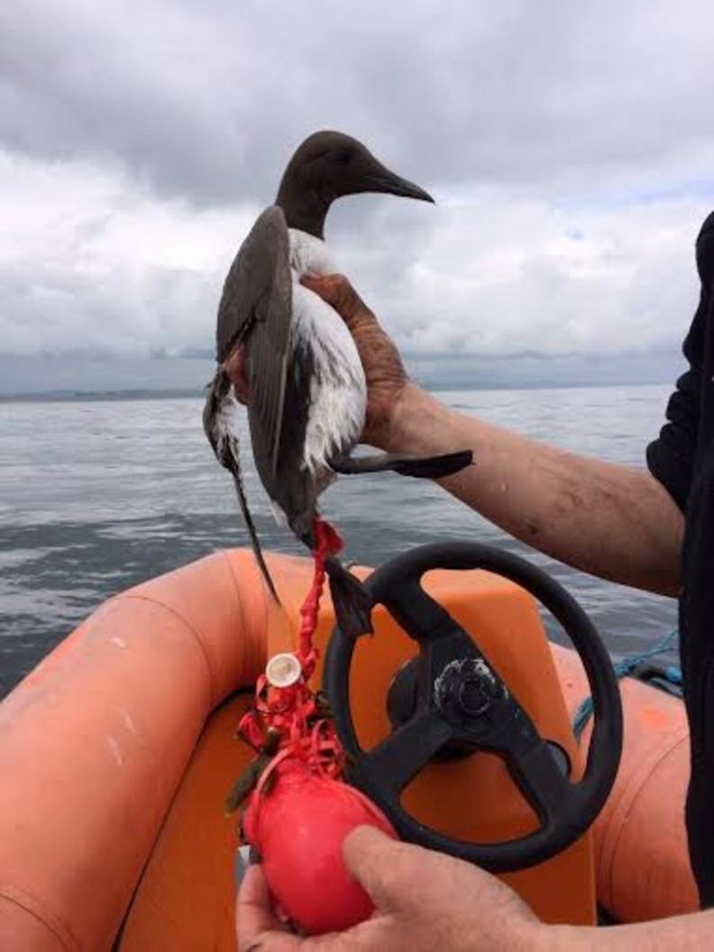 This Is How Letting Balloons Go Can Harm Animals - The Dodo