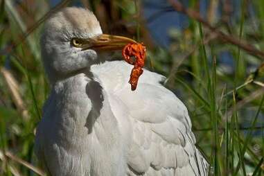 bird balloon eating