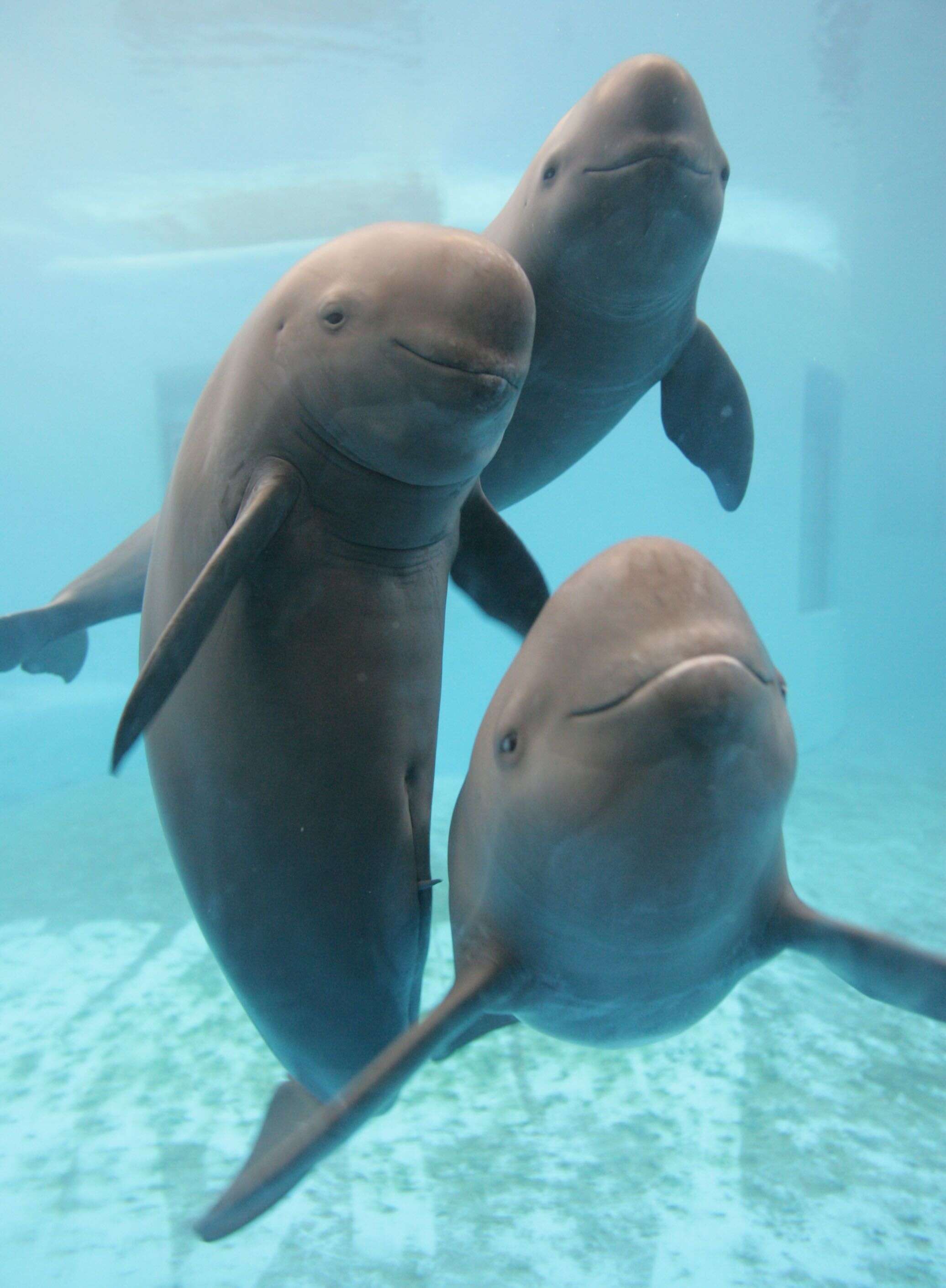 finless porpoise decline endangered
