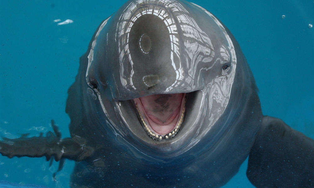 finless porpoise decline endangered