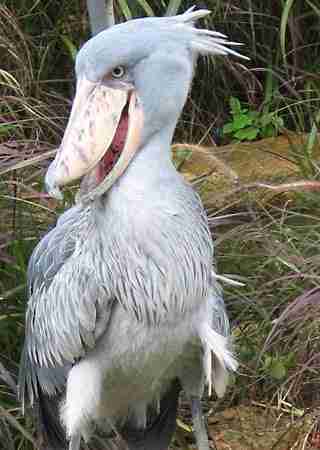 People Can’t Believe These Prehistoric Birds Are Real - The Dodo