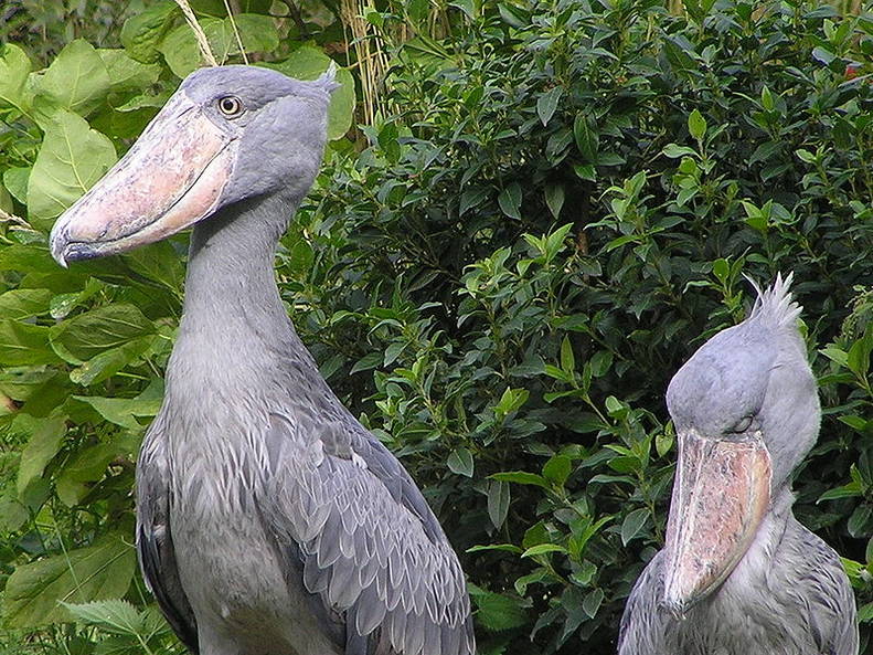 People Can T Believe These Prehistoric Birds Are Real The Dodo