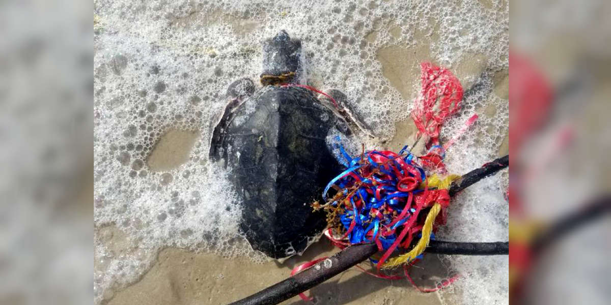 This Is How Letting Balloons Go Can Harm Animals The Dodo