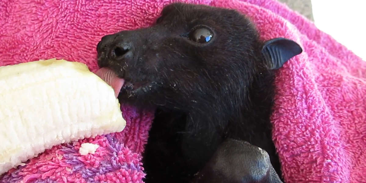 This Bat Looks Just Like A Puppy - Videos - The Dodo