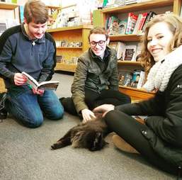 cat adopted by bookstore