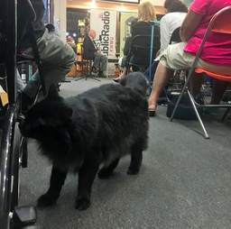 cat adopted by bookstore