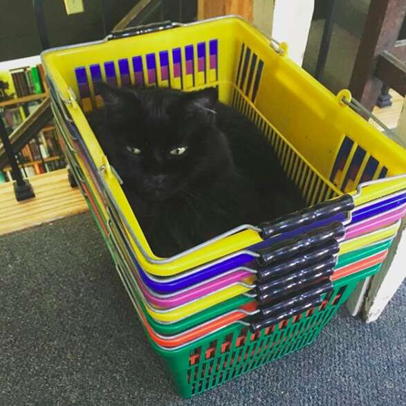 cat adopted by bookstore
