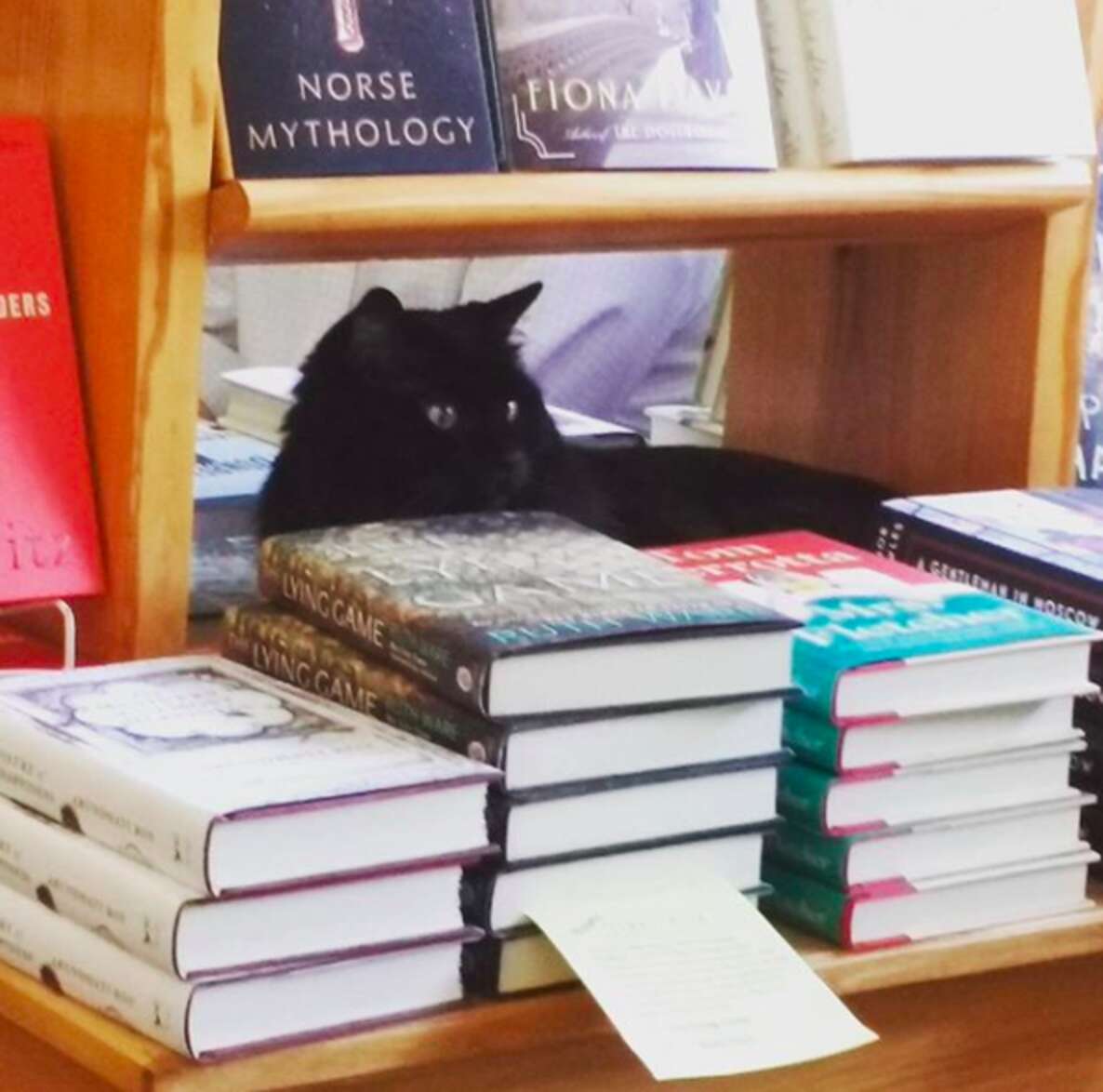 Cat Rescued From The Streets Gets New Home At Bookstore - The Dodo