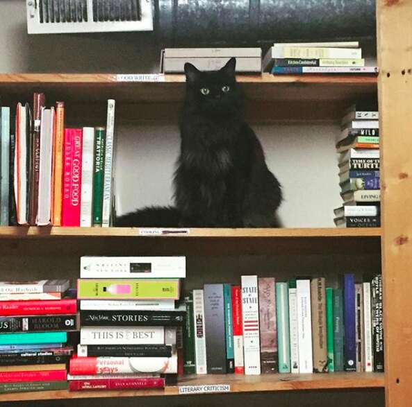 cat works in a bookstore