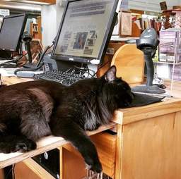 cat adopted by bookstore