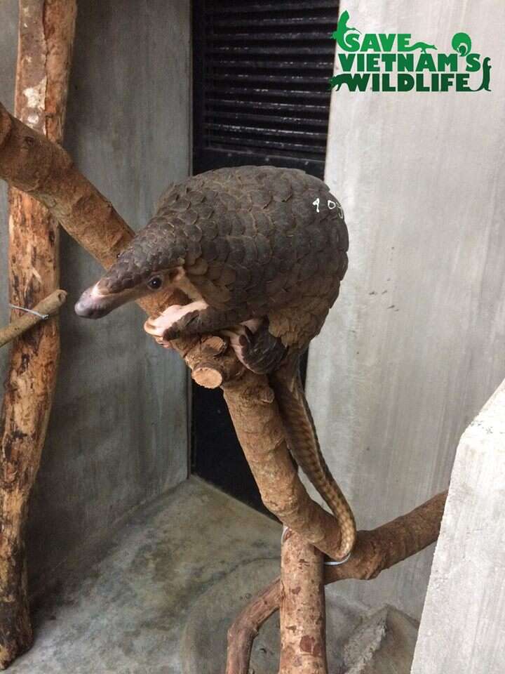 Rescued pangolin sitting on tree branch