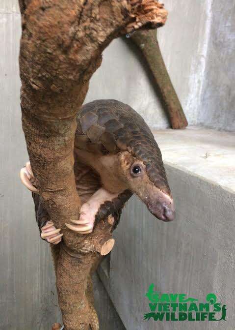 Rescued pangolin in tree