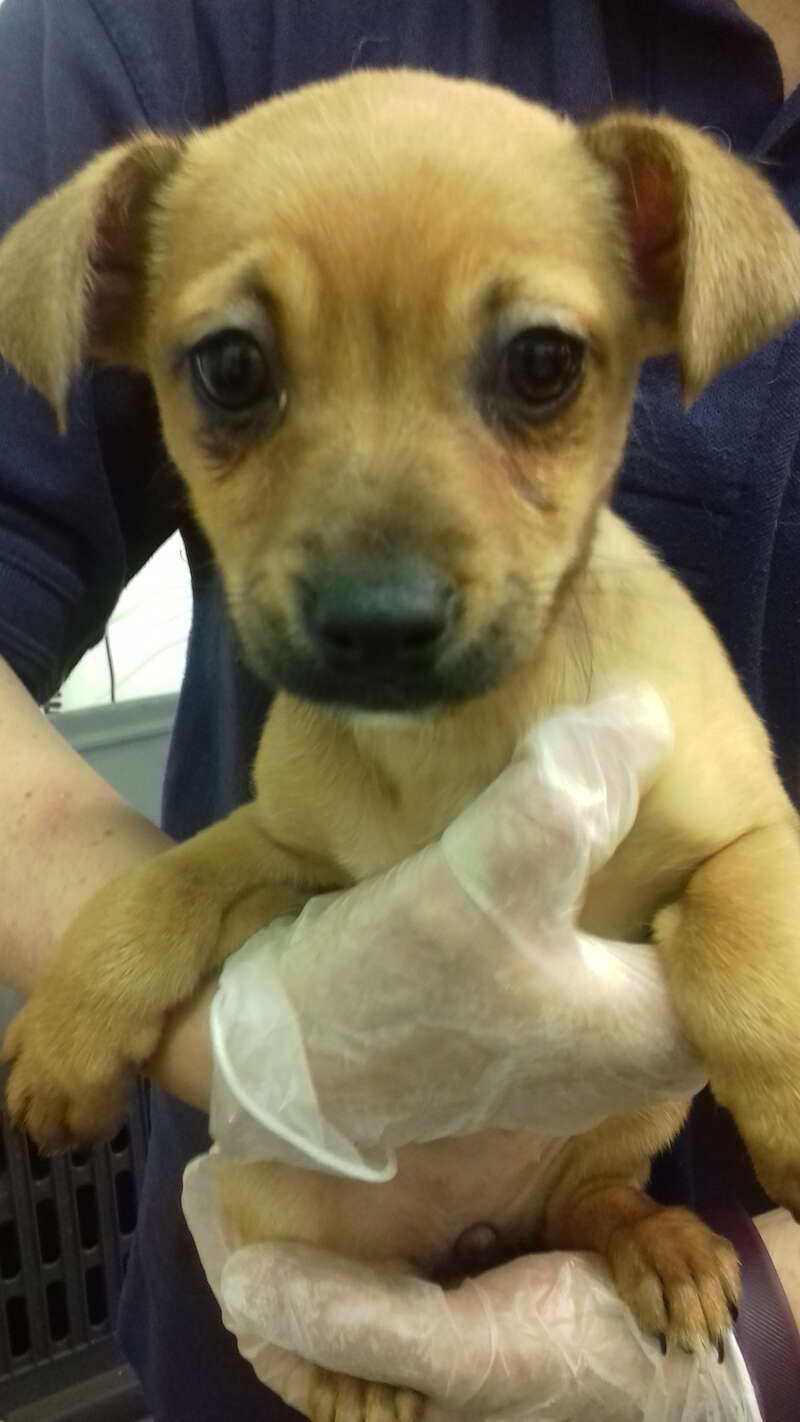 puppies rescued from illegal puppy trade