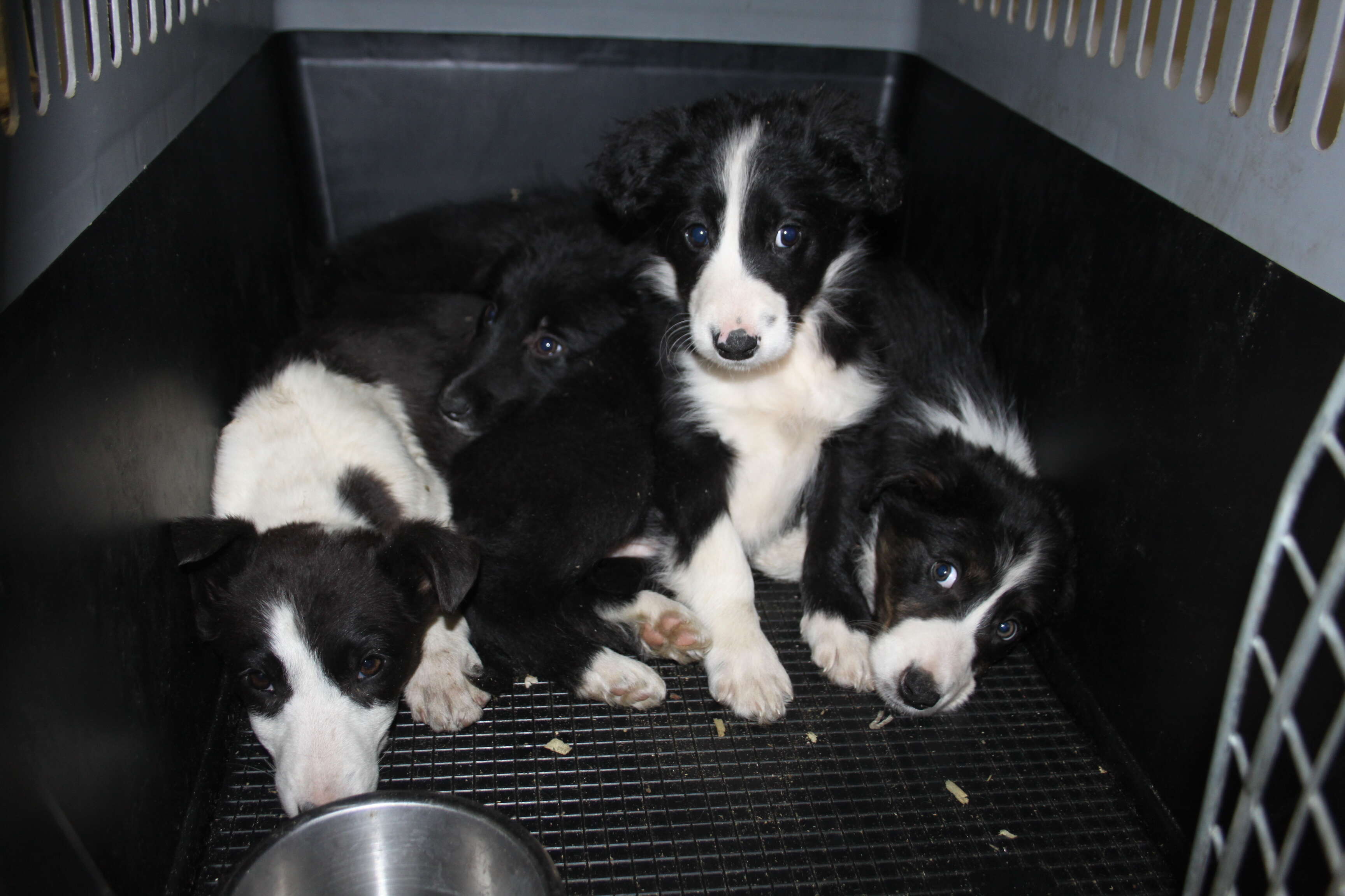 puppies rescued from illegal puppy trade