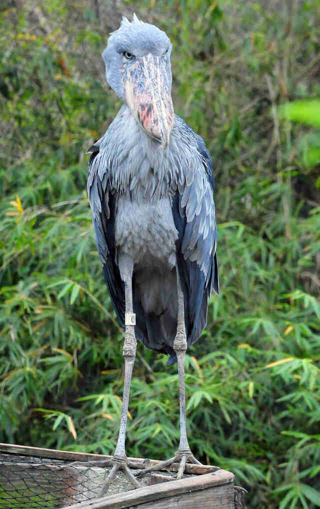 People Can T Believe These Prehistoric Birds Are Real The Dodo