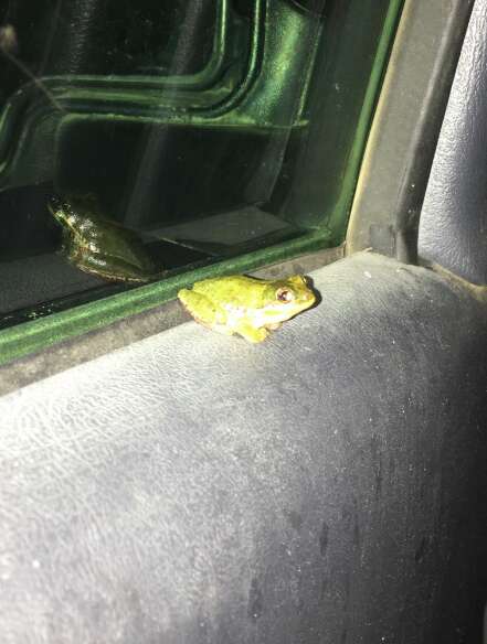 Wild tree frog getting a ride with nice guy