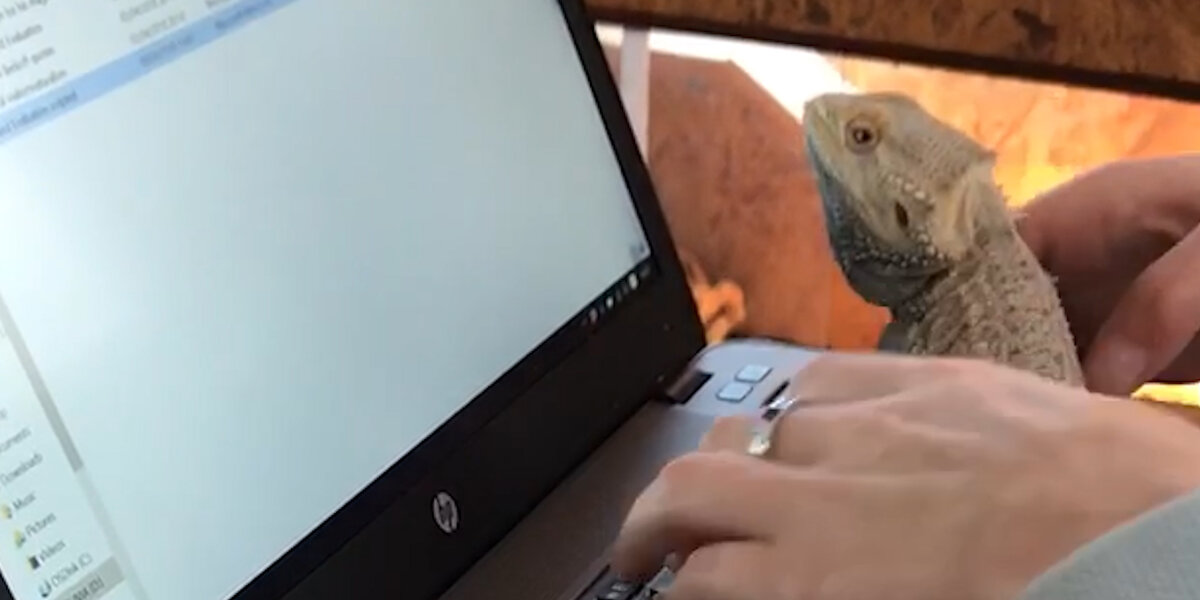 Lizard Using A Computer Lizard Just Wants To Crawl On His Mom's Computer - Videos - The Dodo