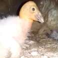 Critically endangered condor chick born on California nature preserve